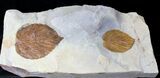 Large Plate of Paleocene Leaf Fossils - Montana #19805-2